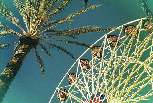 Ferris wheel and palm tree