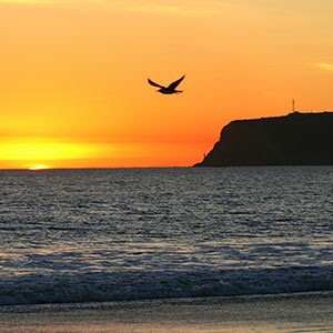 beach sunset with flying seagull