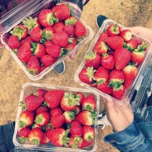 top down photo of three people each holding a container of fresh strawberries
